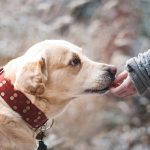 cane_amicizia_dog-1861839_1920