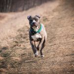 cane_amstaff-3742245_1920