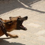 cane_attacco_aggressivo_dog-900215_1920