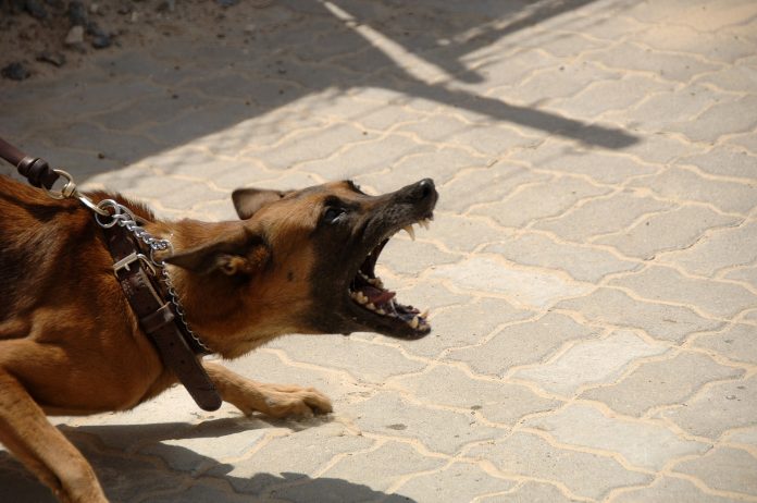 Cane aggredisce persona