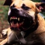 Cane aggressivo abbaia