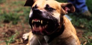 Aggredito da due cani si ferisce a un fianco Cane aggressivo abbaia