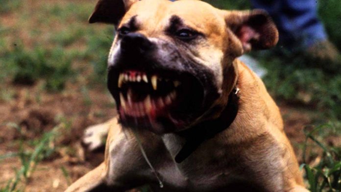 Cane aggressivo abbaia