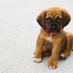 cane_cucciolo_tenerezza_animal-1284307_1920