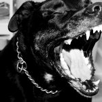 cane_pitbull-3451932_1920