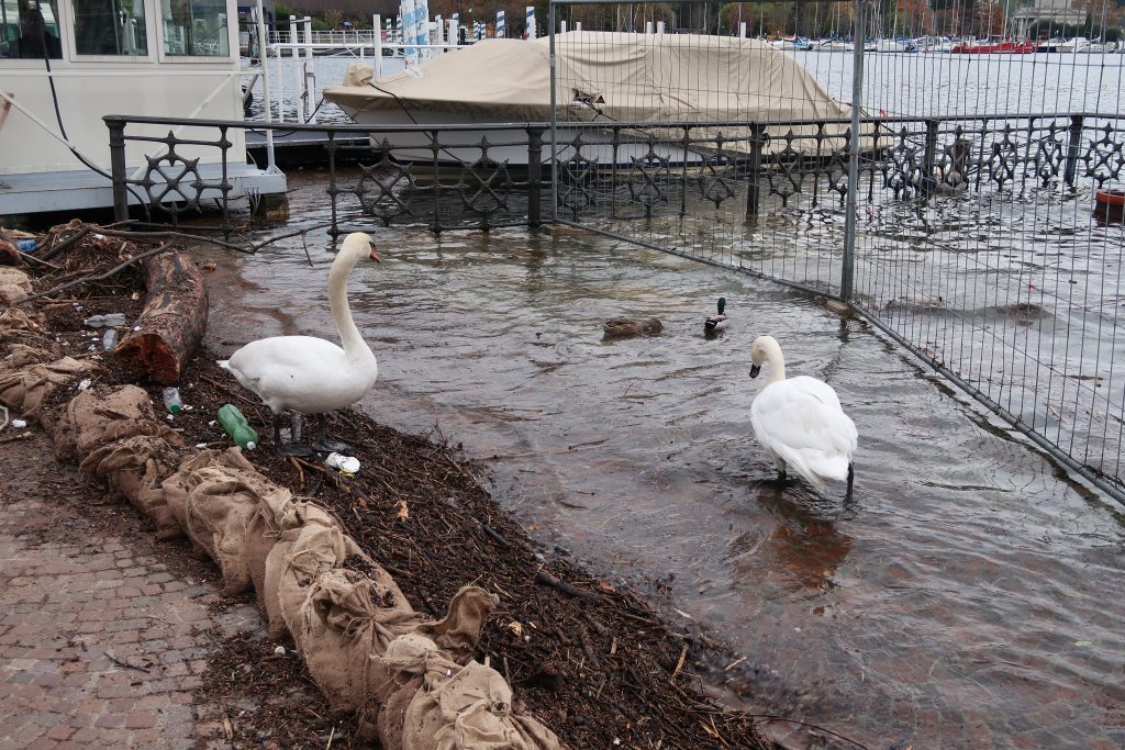Como, 18 nobembre 2019. Cigni e germani reali in piazza Cavour, mentre il lago ha una piccola esondazione. Foto © 2019 Silvio Riva.