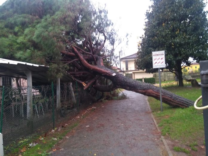 IMG-20191123-WA0005 Fenegrò. Parco giochi, albero cade a causa del maltempo. Danni a struttura del centro Pensionati. Foto (c) Mario Raso.