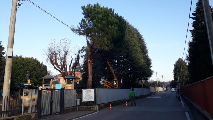 20191206_093733 Fenegrò, parco giochi: tagliato anche l'altro pino. Fotografia © 2019 Giancarlo Nicoli.