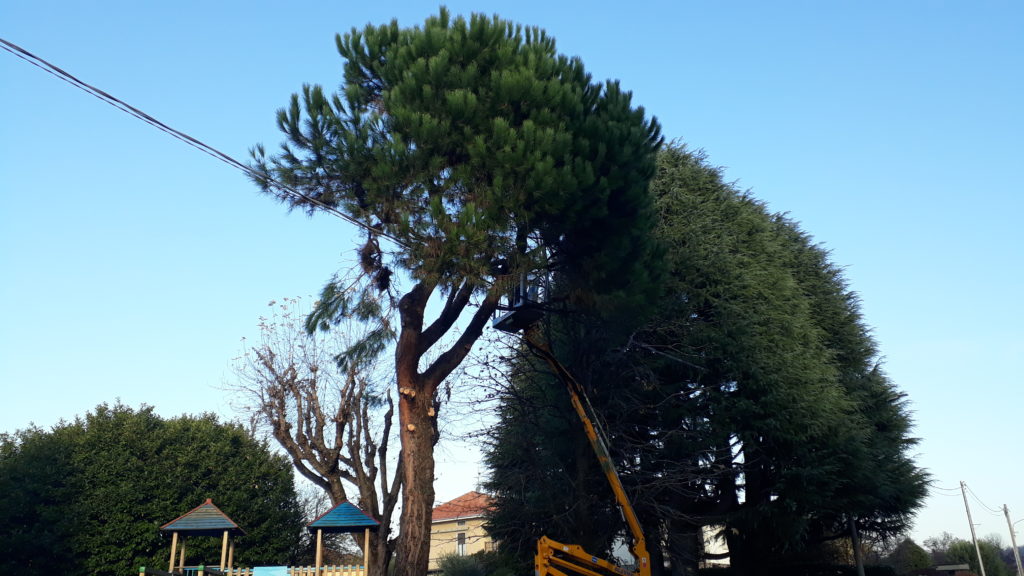 Fenegrò, parco giochi: operai specializzati sfrondano il pino prospiciente via XXV Aprile. Fotografia © 2019 Giancarlo Nicoli.