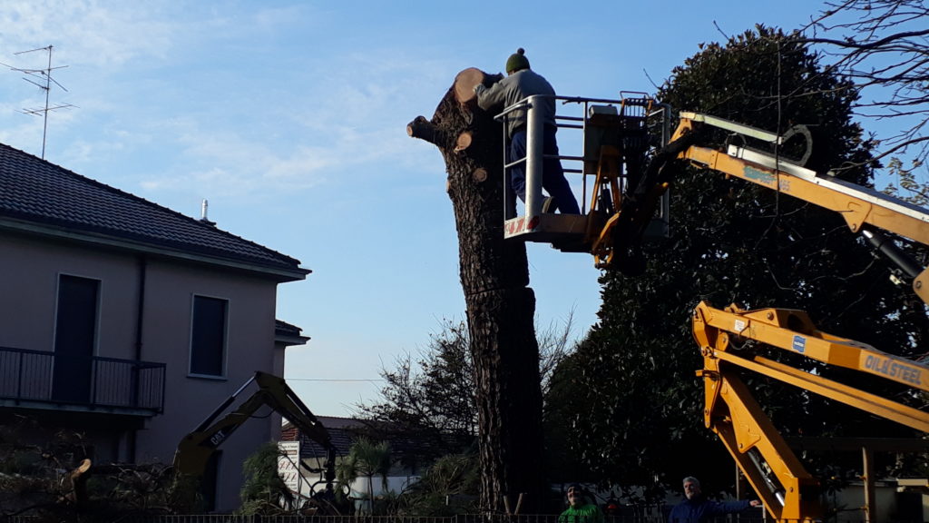 Fenegrò, parco giochi: ultime operazioni di abbattimento del pino prospiciente via XXV Aprile. Fotografia © 2019 Giancarlo Nicoli.