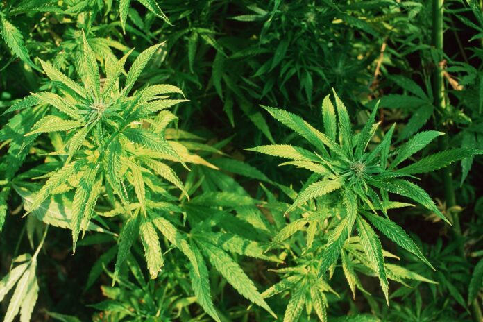 Cannabis Piante di cannabis, immagine d'archivio.